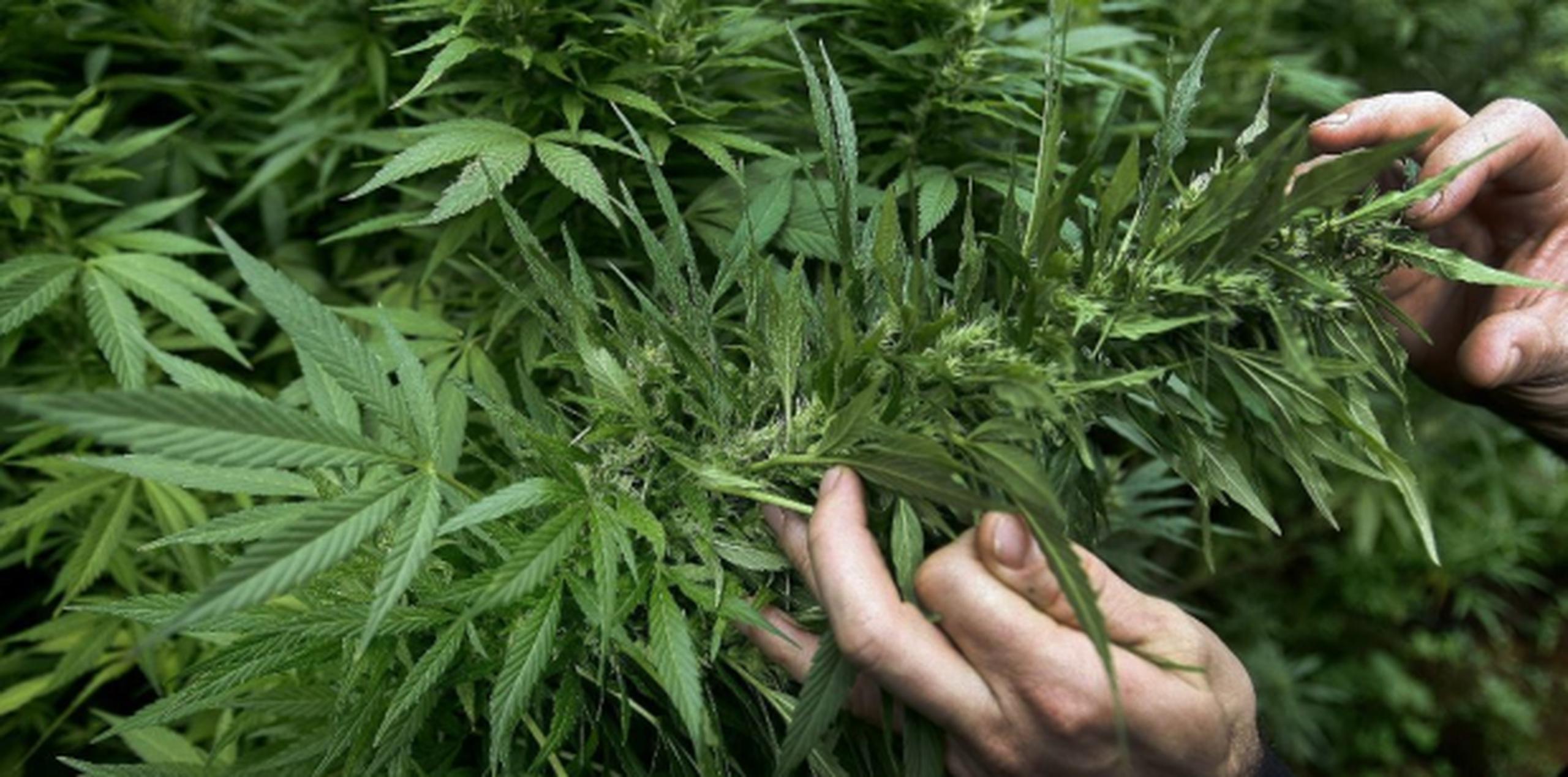 La PRMCA también ha consignado ante los cuerpos legislativos su oposición a la Resolución Conjunta 152 de la Cámara de Representantes, la cual propuso paralizar la emisión de todas las licencias para la industria de cannabis medicinal. (Archivo)