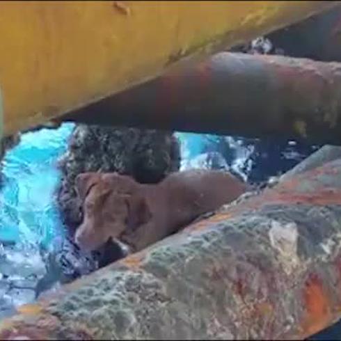 Este perro cayó al mar, nadó y su rescate fue milagroso