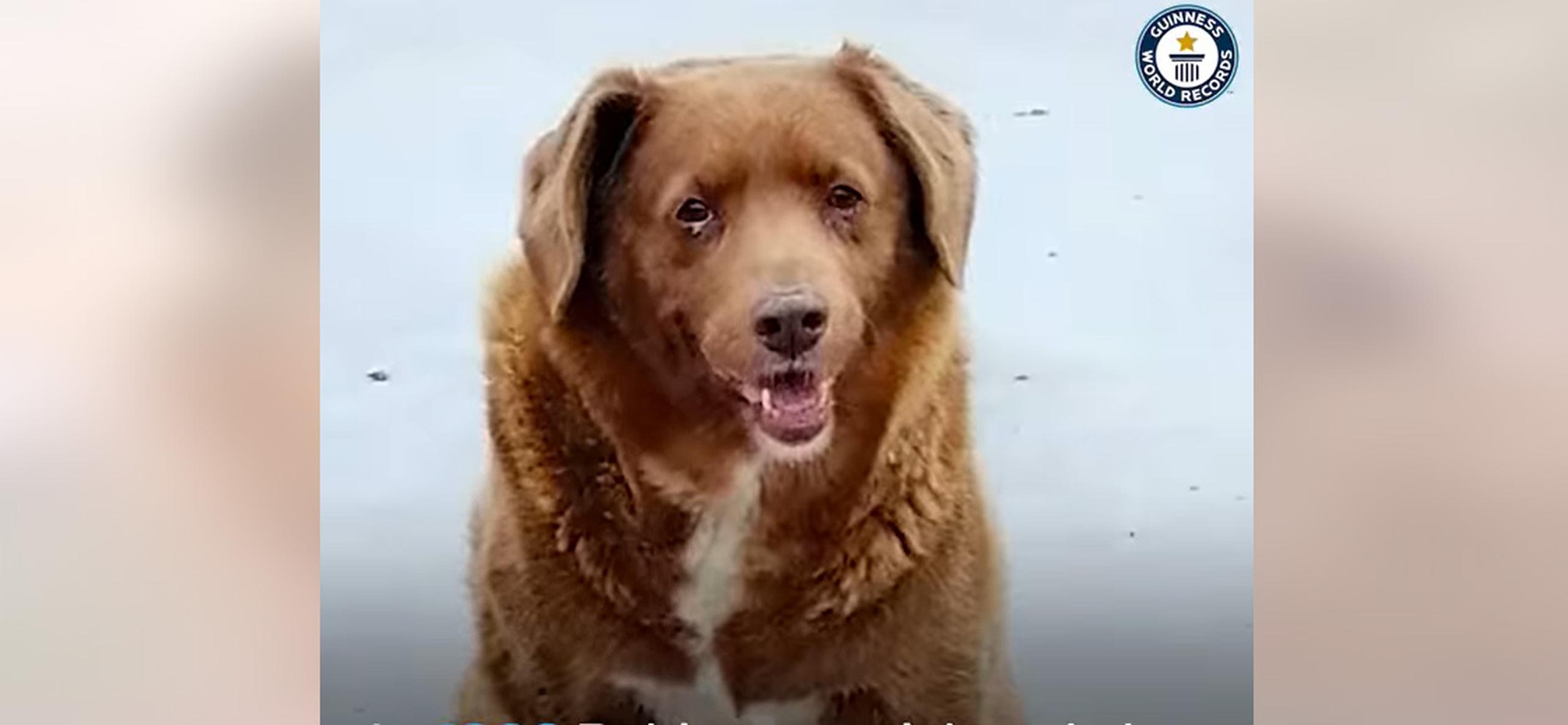 Bobi, el perro más viejo del mundo que cumplió 31 años y rompió el récord Guinness