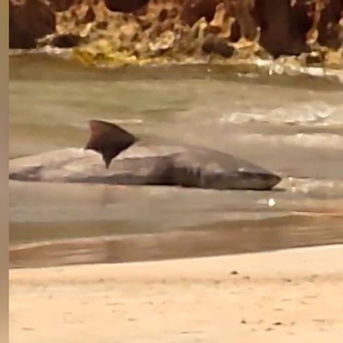 Encuentran tiburón muerto en playa de Piñones