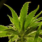 La DEA podría reclasificar la marihuana como una droga menos peligrosa