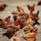 Usan inteligencia artificial para traducir los sonidos de las gallinas