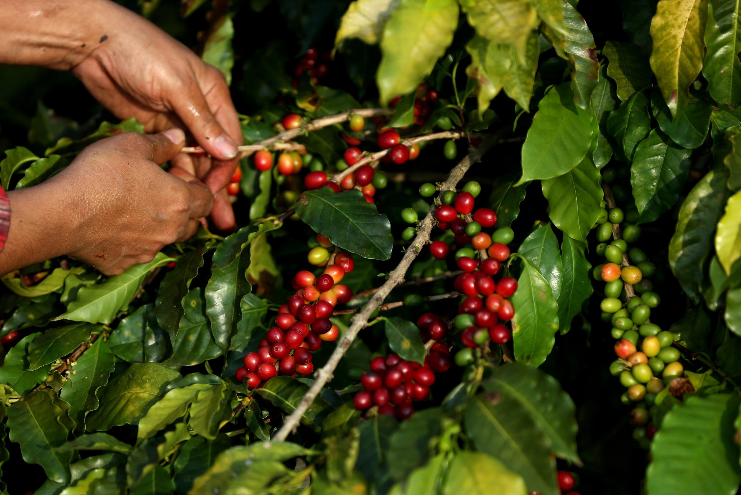 El clima ha sido el "gran impulsor" de los precios del café verde en los últimos años, dijo l analista Neil Rosser.  (EFE/Fernando Bizerra Jr.)