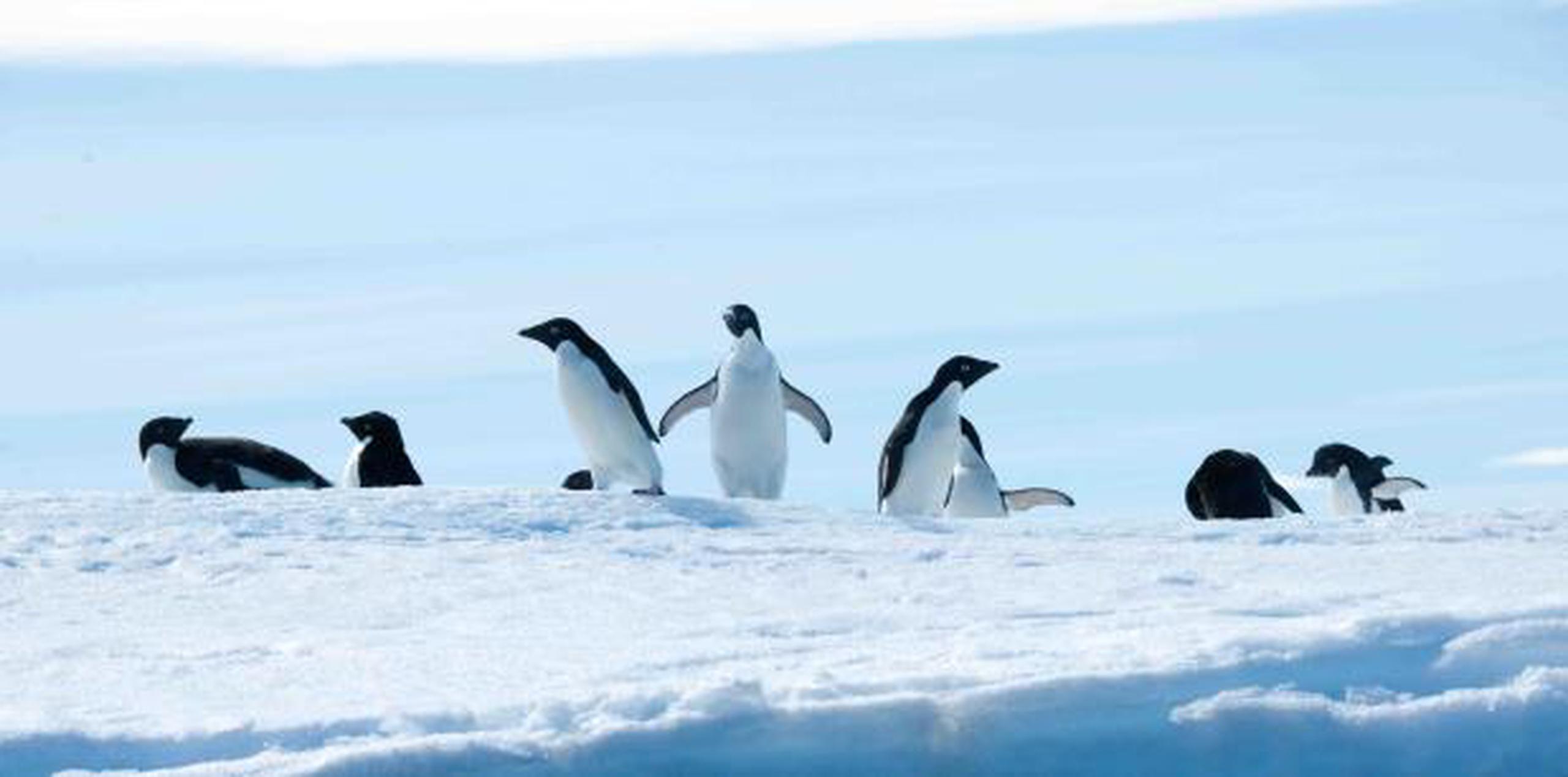 El hallazgo de microplásticos en pingüinos fue catalogado como "alarmante". (Shutterstock)