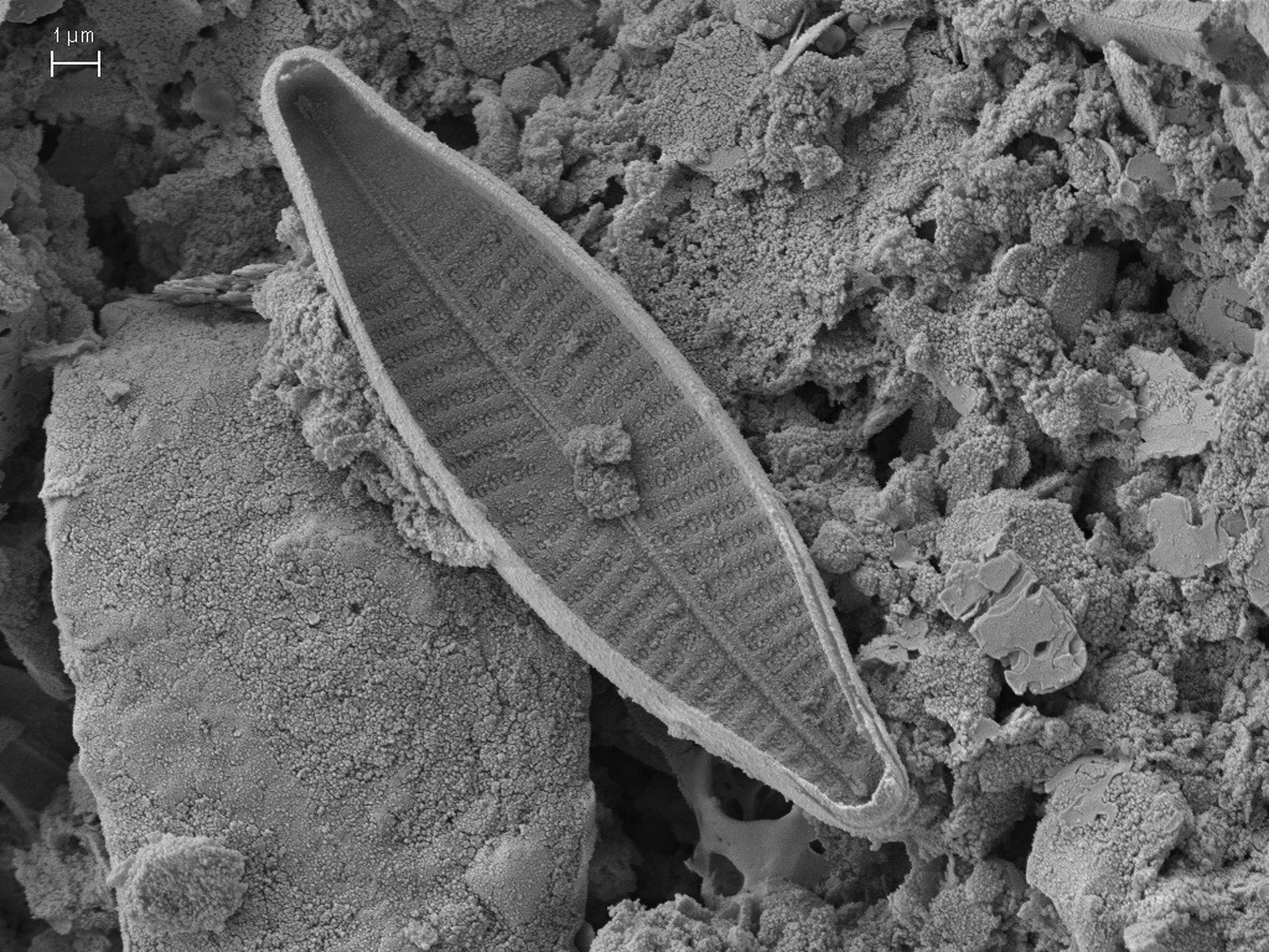 Fotografía cedida por la Universidad Internacional SEK de microscopia electrónica de una navícula (género de algas diatomeas en forma de bote) realizadas en la Universidad de Léon-España.