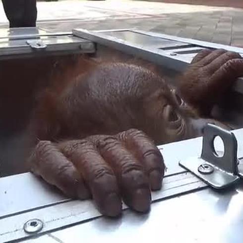 ¡Insólito! Rescatan a un orangután contrabandeado en una maleta