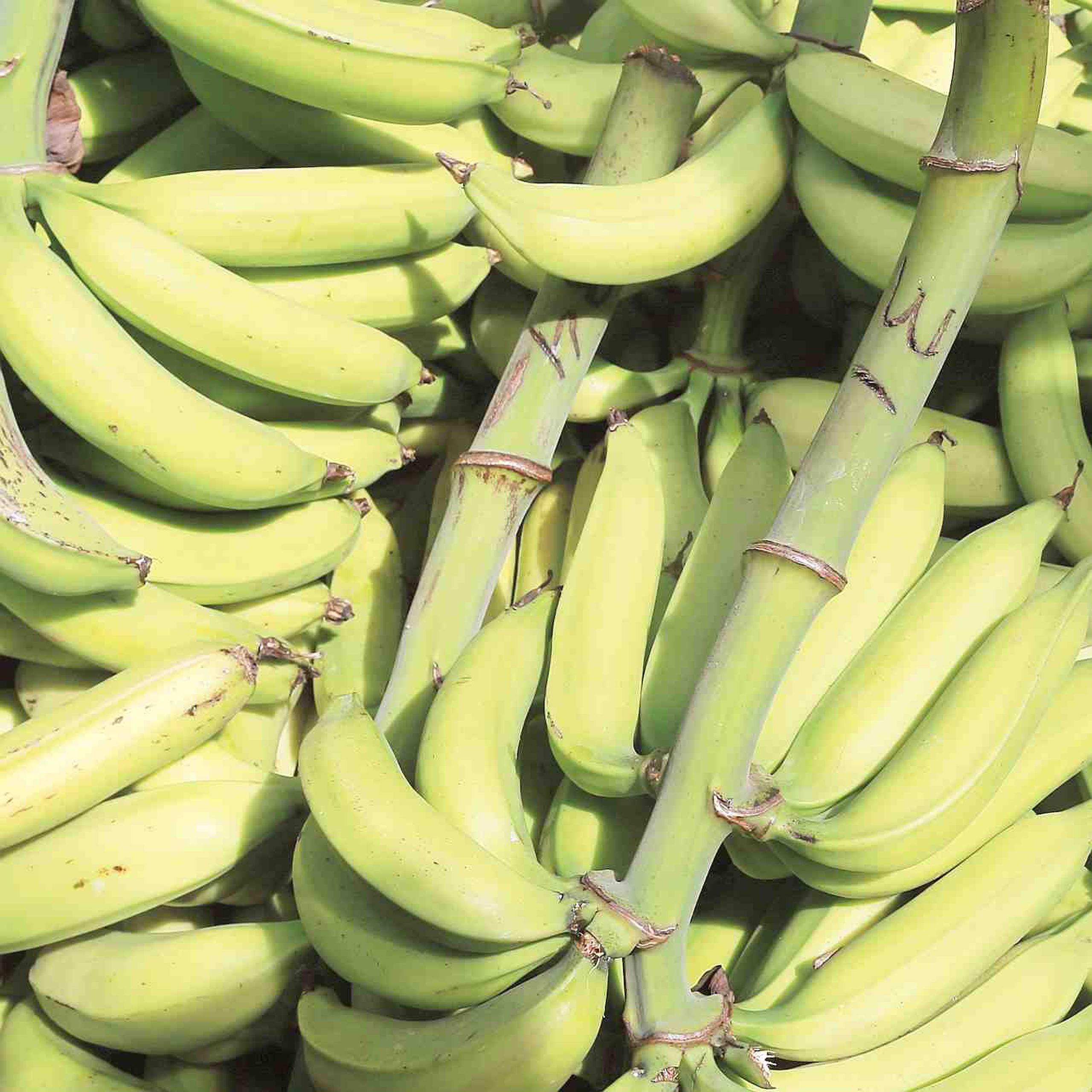 En una de las fincas, el hombre supuestamente se apropió de siete racimos de plátanos con un valor de $180. (Archivo / GFR Media)