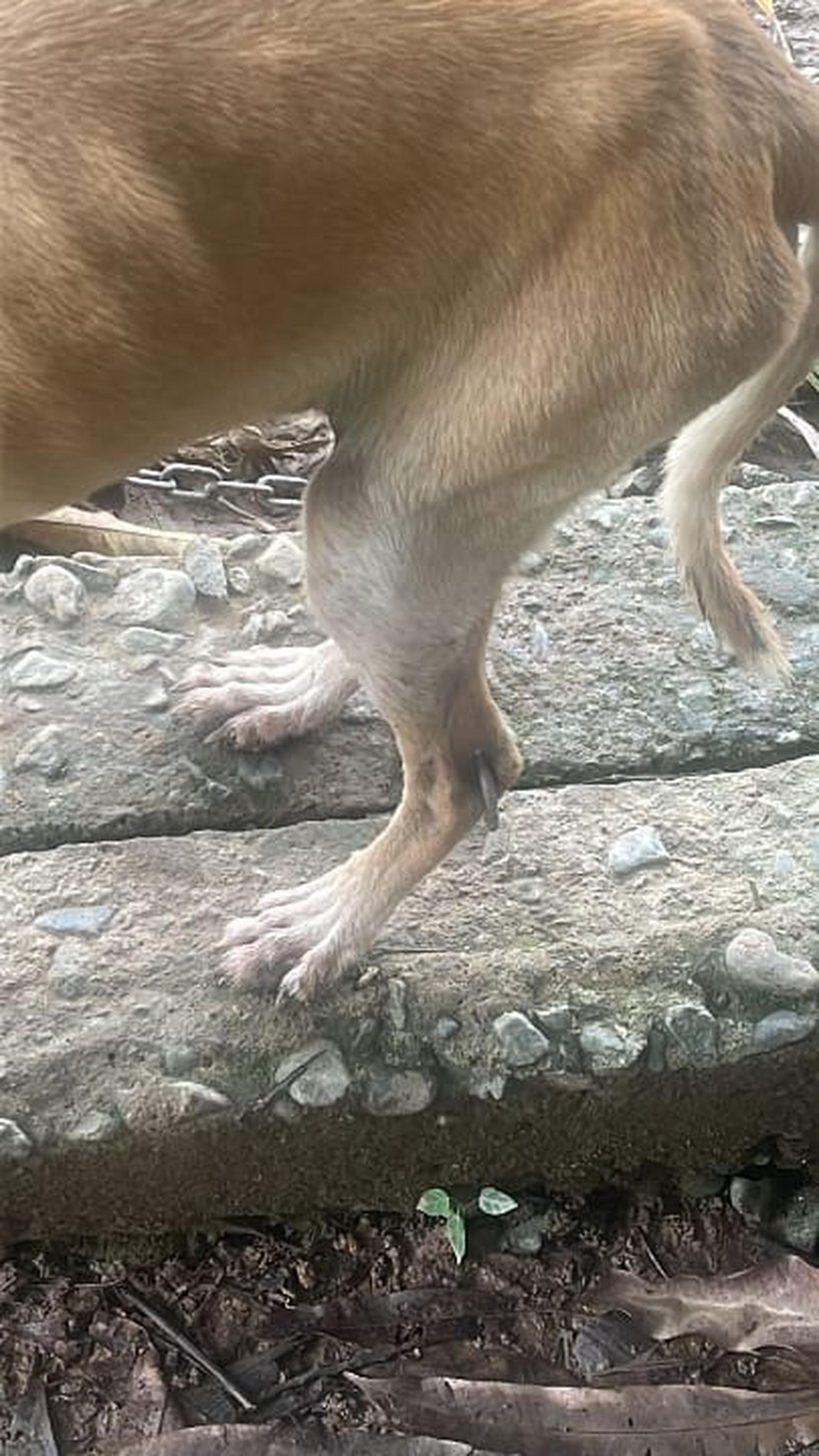 El perro tiene una argolla de metal incrustada en una pata, estaba desnutrido y amarrado con una cadena al cuello en un área sin techo, según el Negociado de la Policía de Puerto RIco.