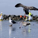 Sin datos firmes sobre petróleo vertido en playas de California