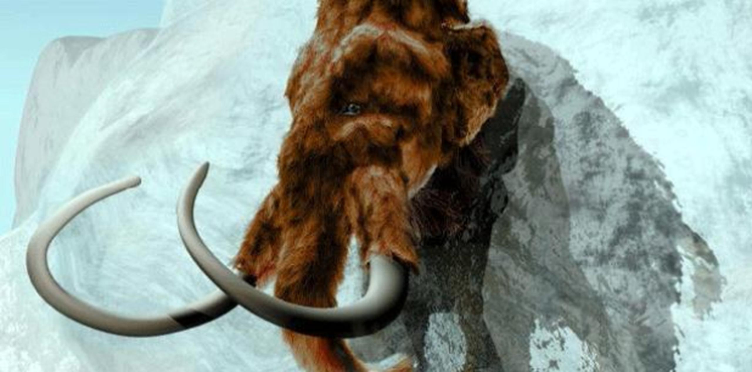 Los mamuts nunca tuvieron contacto con humanos en la isla de St. Paul de Alaska. (Archivo)