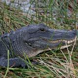 Recuperan el cuerpo de un hombre mutilado por ataque de caimanes en Florida 