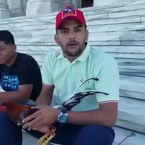Galleros piden a legisladores que los ayuden con la ley federal que prohíbe peleas de gallos