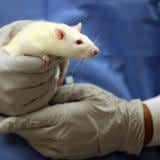 Científicos trasplantan neuronas humanas a ratones para estudiar trastornos mentales