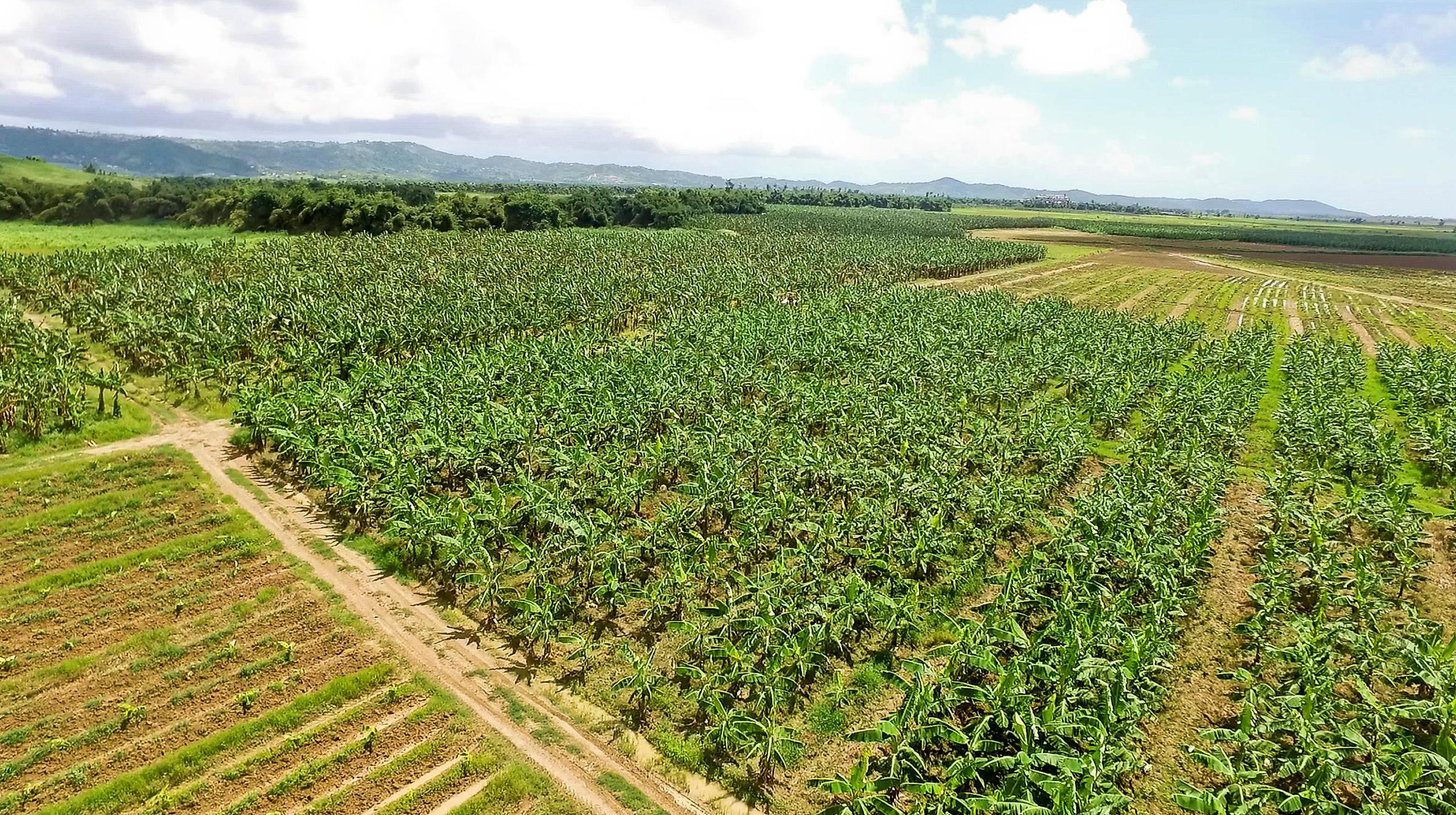 En la foto aérea, una cosecha de plátanos en Yabucoa tomada a mediados del año en curso. El segmento de plátanos fue el que sufrió el mayor golpe como consecuencia de María, con $72.2 millones en pérdidas.