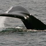 Ballenas francas disminuyen a menos de 370 ejemplares en el Atlántico Norte