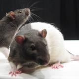 Científicos crean ratones de dos roedores machos