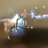 Accidente con dos caballos en Hatillo 