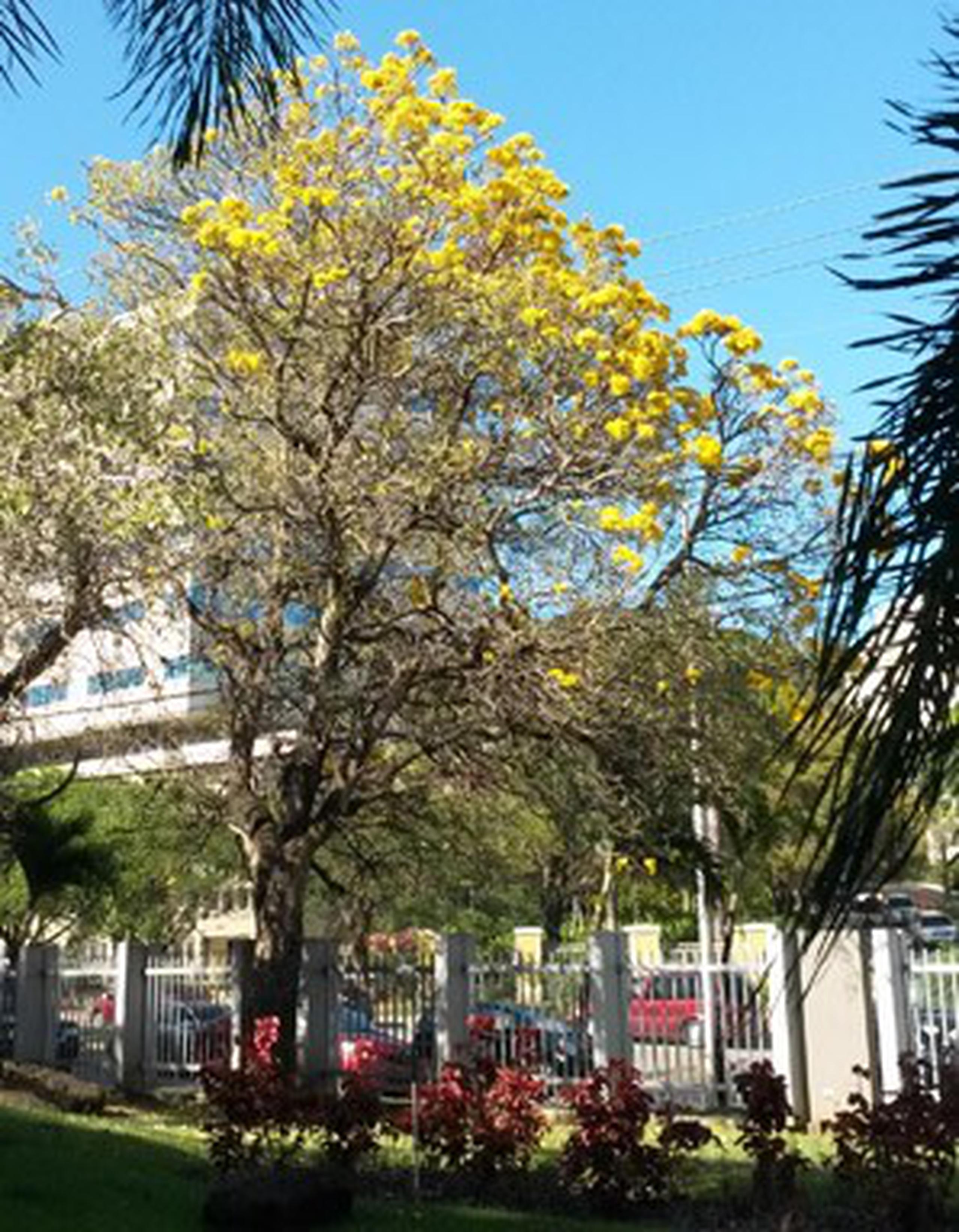 Este árbol es nativo de Argentina y Brasil y puede alcanzar los 35 pies de altura. (jvazquez@primerahora.com)