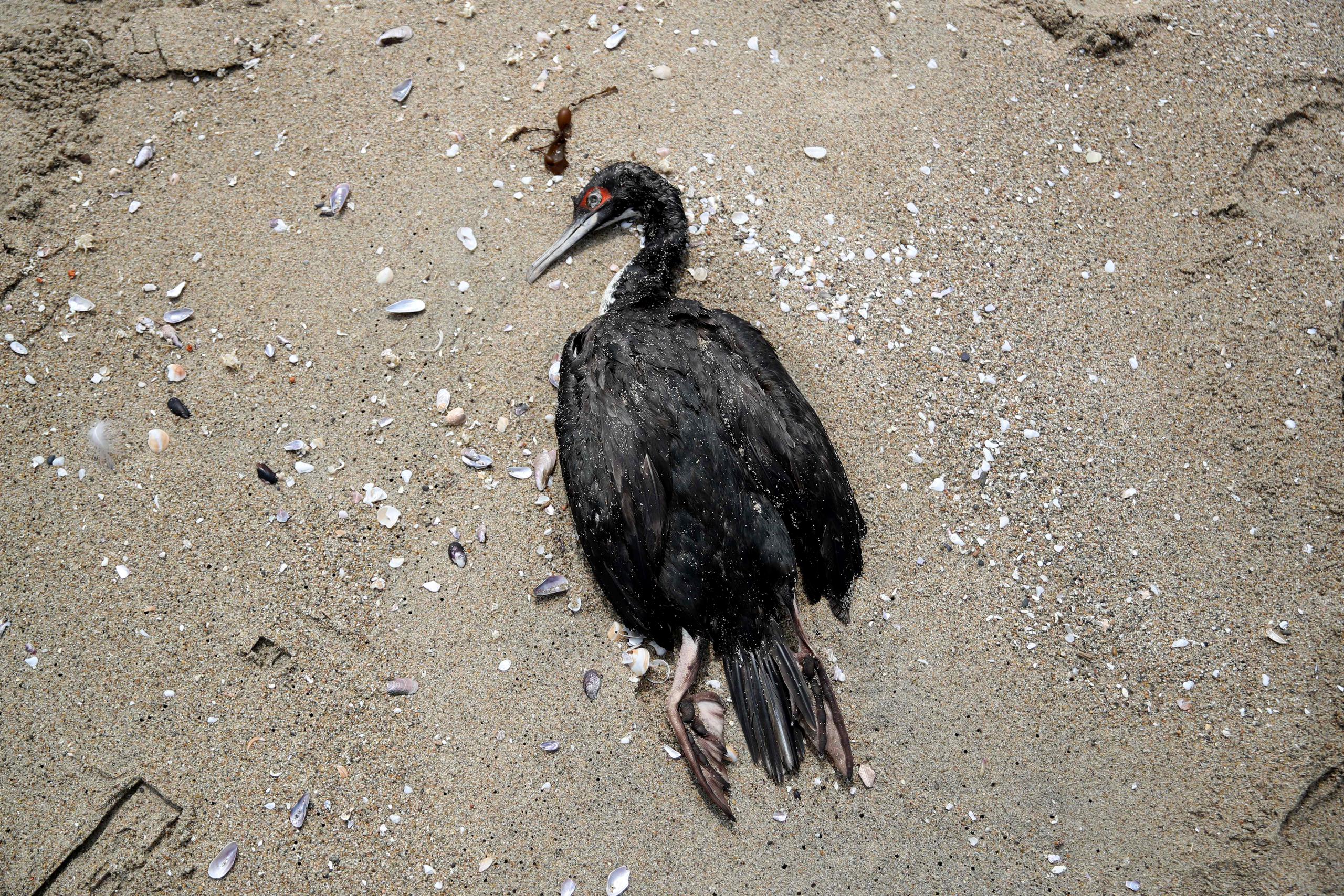 Fotografía de una ave marina muerta en una playa al sur de Lima, en Perú. (EFE/ Paolo Aguilar)