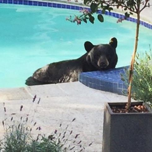 Sorpresa: ¡Hay un oso en la piscina!