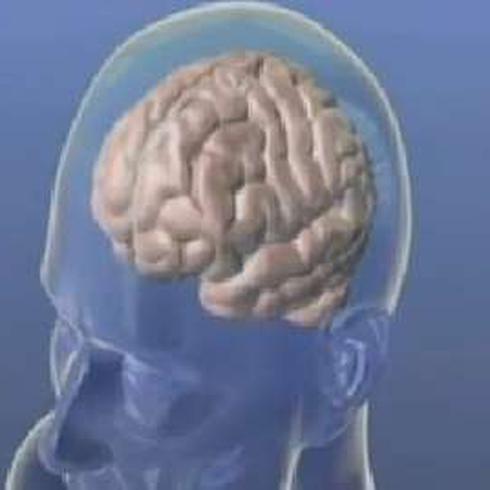 EE.UU. invertirá 100 millones de dólares en hacer un mapa del cerebro humano