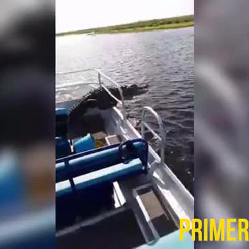 Caimán invade un bote lleno de gente y nadie sufre heridas