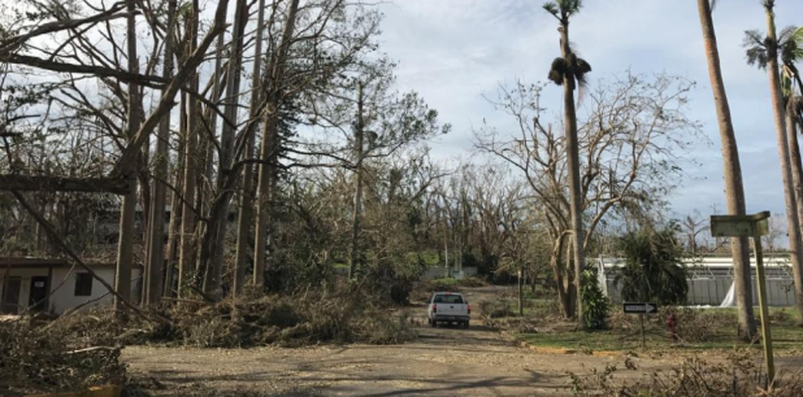 “Es una devastación en términos de lo que son árboles centenarios e históricos”, dijo la directora de Servicios Regionales, Miryam Martínez Figueroa. (nemesis.mora@gfrmedia.com)