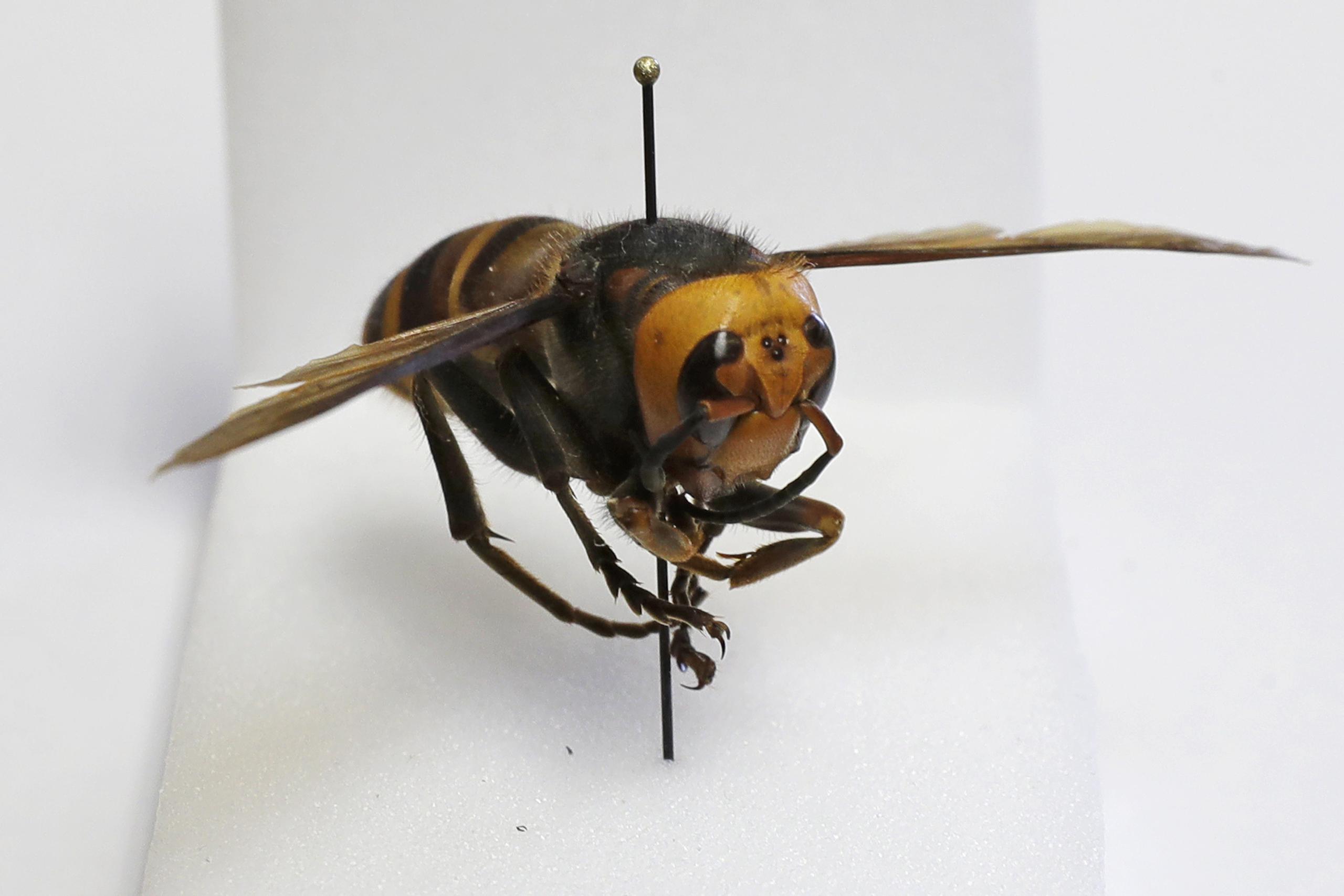 El insecto asiático gigante, con una picadura que podría ser mortal para algunas personas, apenas está empezando a salir de su hibernación invernal.