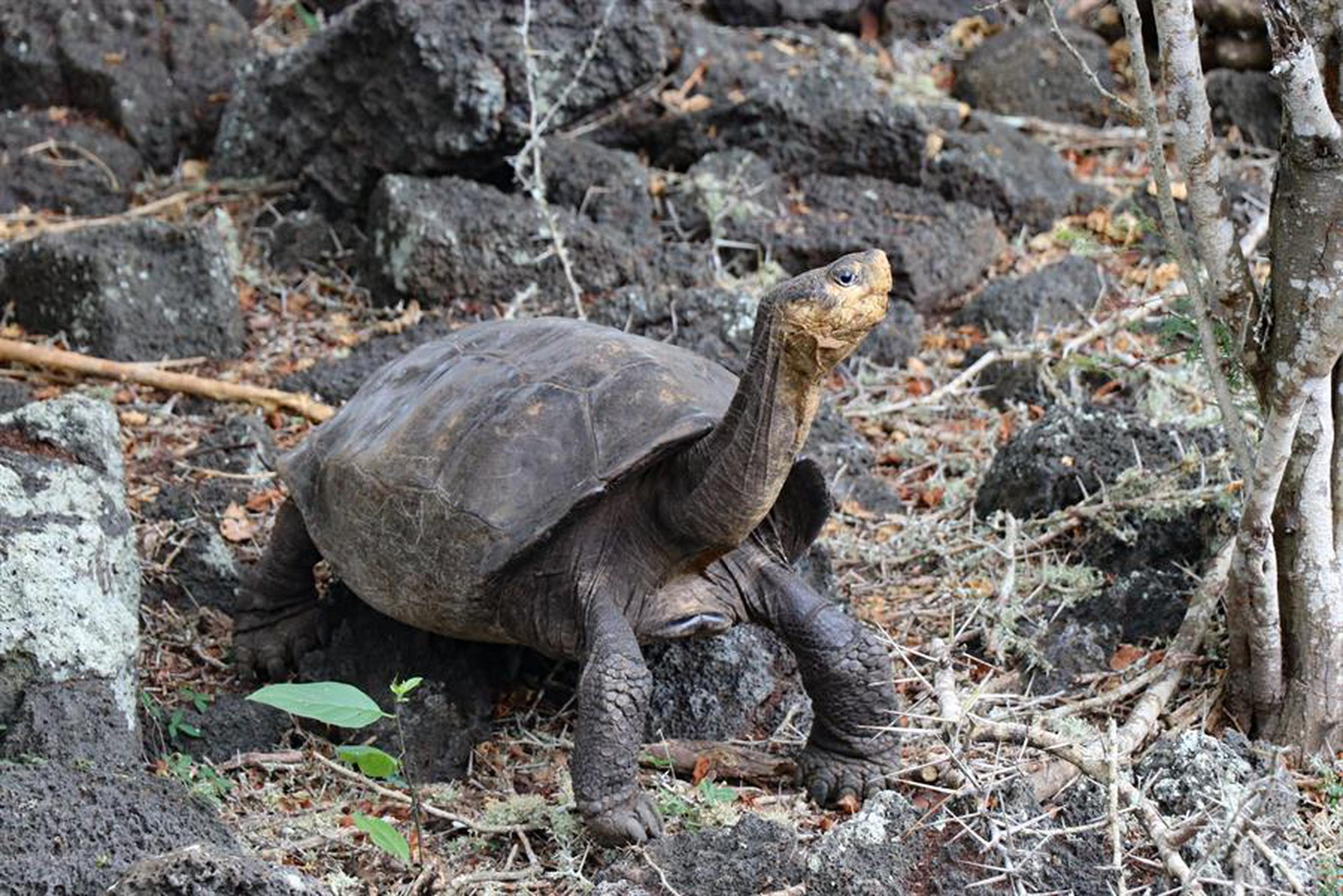 Fotografía sin fecha cedida por la Dirección del Parque Nacional Galápagos, de la tortuga Chelonisis phantasticus.