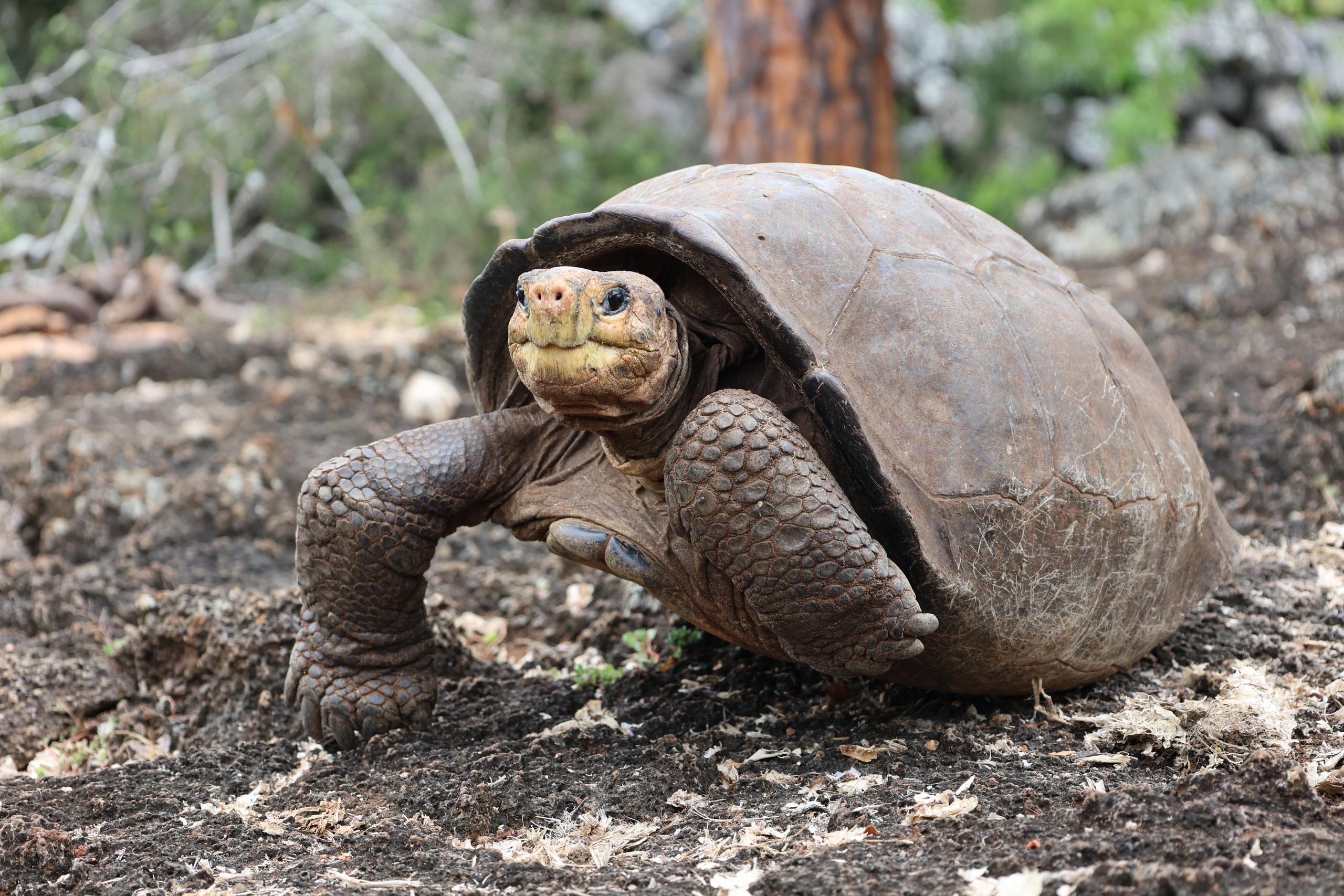 Fotografía cedida por Galapagos Conservancy que muestra a la tortuga Fernanda. EFE/ Xavier Castro/Galápagos Conservancy

