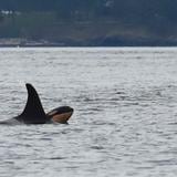 Estados Unidos aprueba reducir pesca de salmón para ayudar a orcas