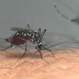 La OMS autoriza una segunda vacuna contra el dengue