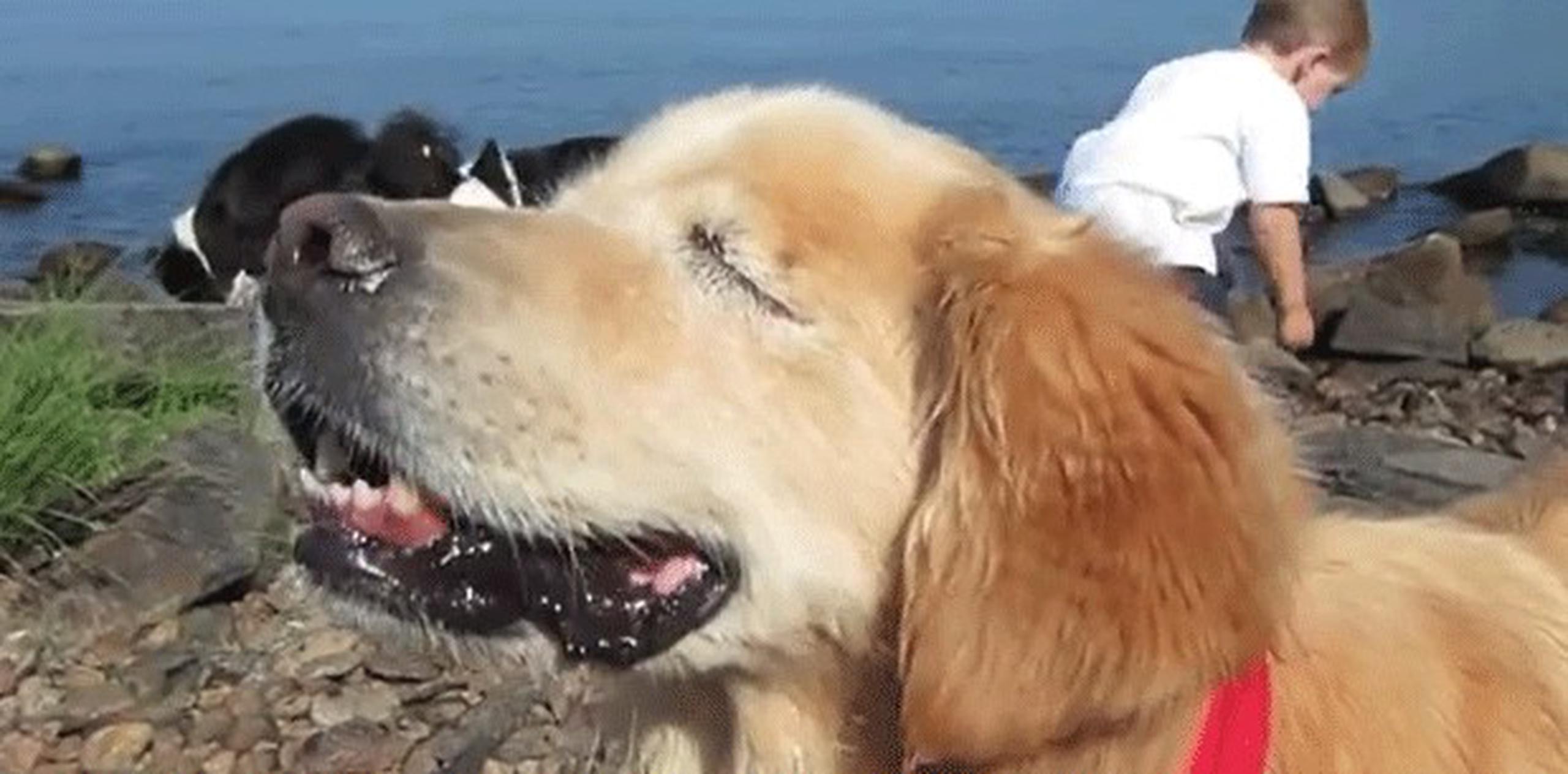 Es que, según foxnews.com, “Smiley”, un Golden Retriever que nació sin ojos y que fue rescatado en el 2004 cuando era un cachorro por por Joanne George. (YouTube)