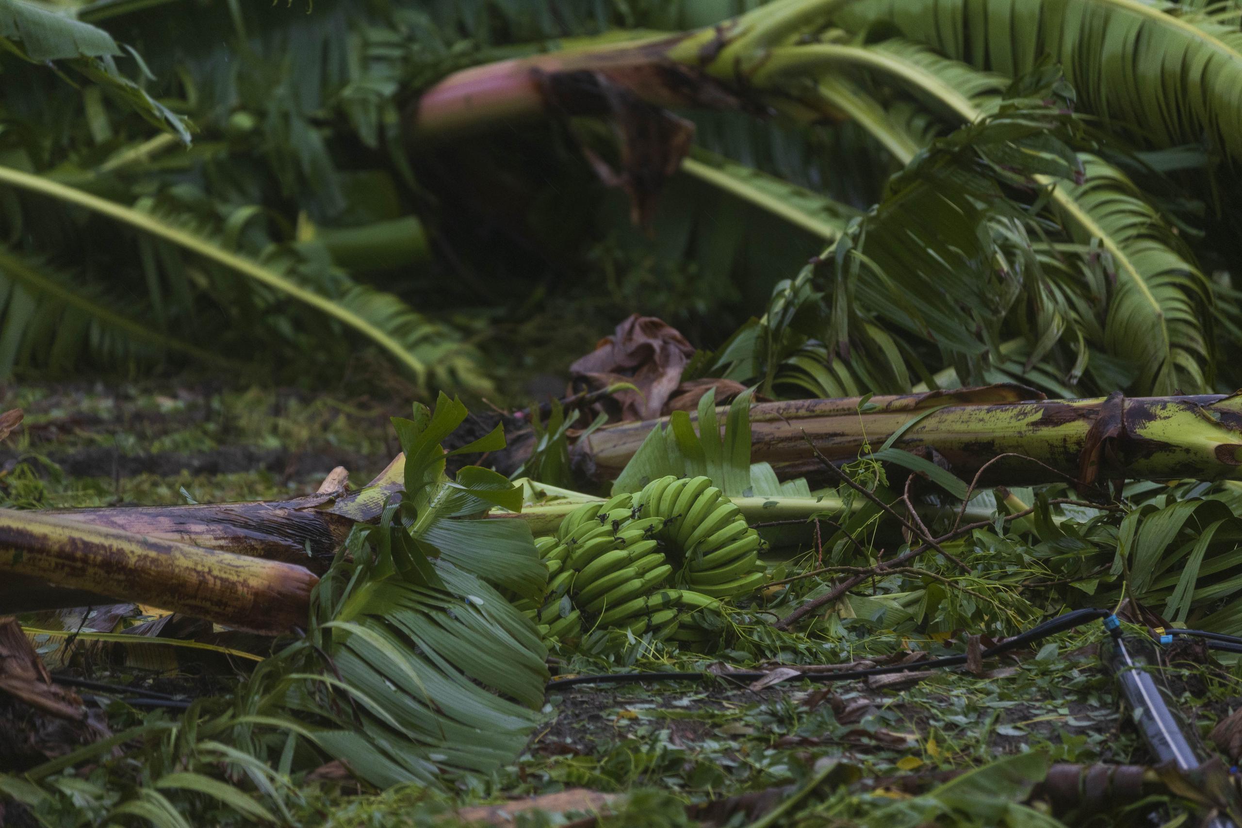 Una plantación de plátanos arruinada en Peñuelas, tras el paso de Fiona.