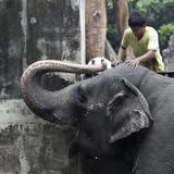 Fallece el último elefante que quedaba en Filipinas