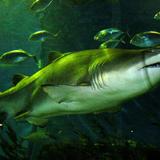 Tiburón muerde a hombre en Florida sin soltarlo durante 15 minutos 