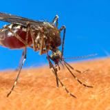 Liberación de millones de mosquitos machos con bacteria se llevará a cabo en Ponce