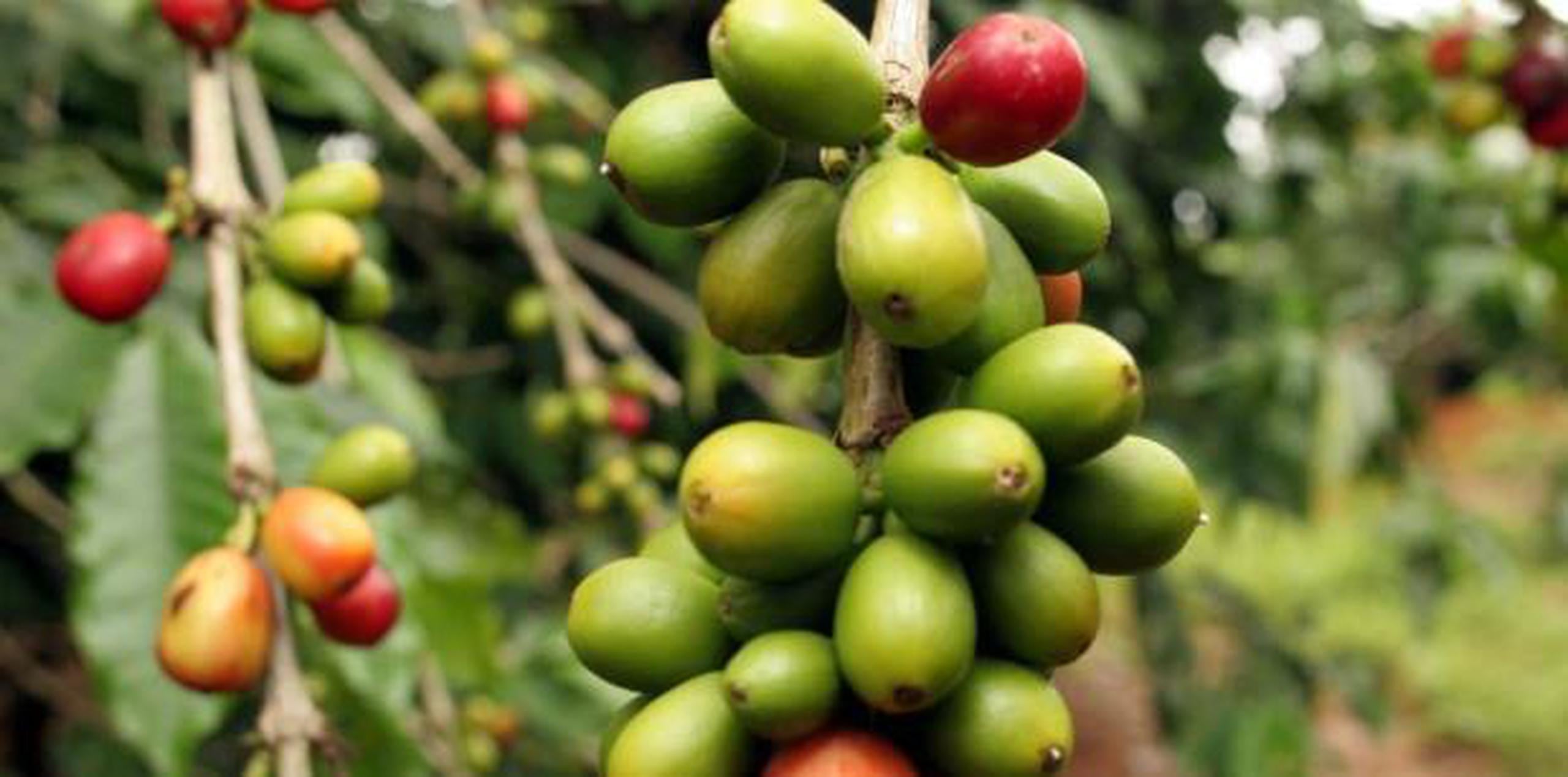 Resaltaron la importancia del sector del café porque alrededor de 200,000 familias en la isla dependen de dicha industria. (Archivo)
