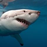 Hombre está en estado grave tras ser atacado por tiburón en California