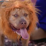 Perros también celebran su carnaval