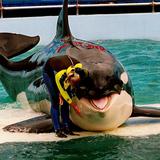 Muere la orca Lolita en el Seaquarium de Miami
