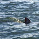 Mujer que practicaba windsurf fue mordida por un tiburón en Florida 