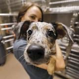 Habrá clínica gratuita de vacunación para perros en Barceloneta 