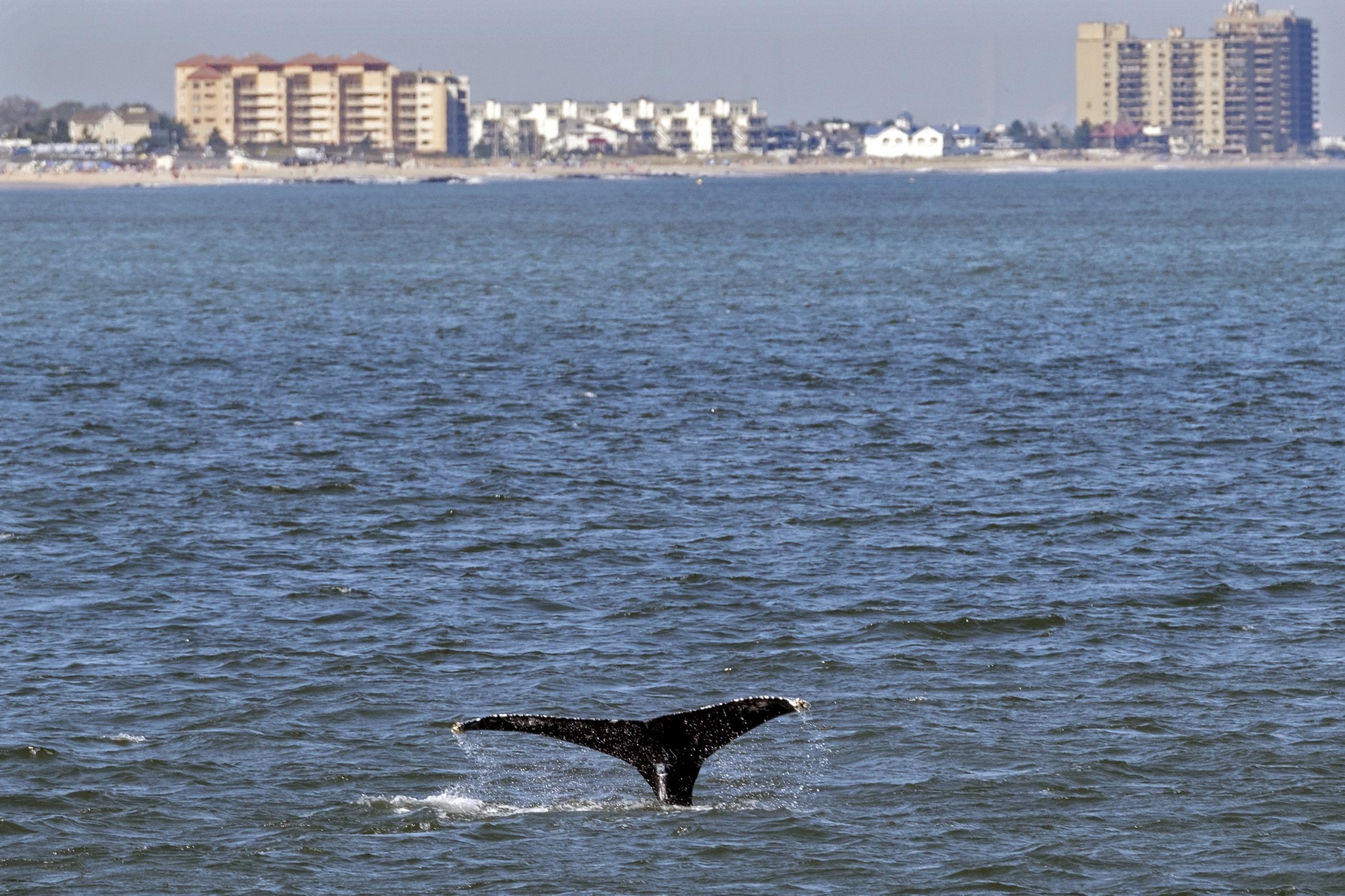 La cola de una ballena fotografiada frente a la costa de Nueva Jersey.