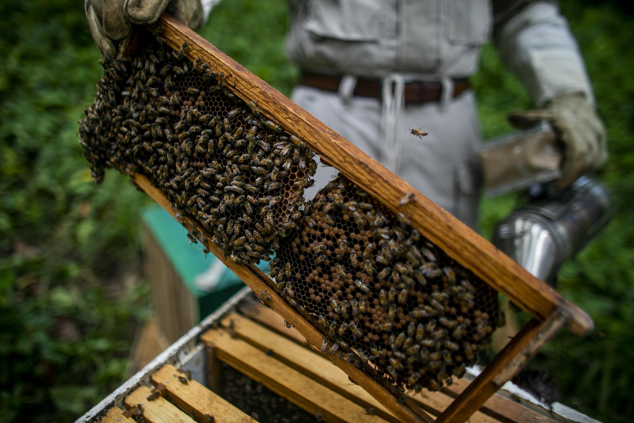 En el Apiario Puente Real se produce miel, jalea, colmenas, abejas reinas y cera, entre otros productos. 