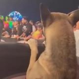 Viral video de perro fanático de la lucha libre mexicana en TikTok