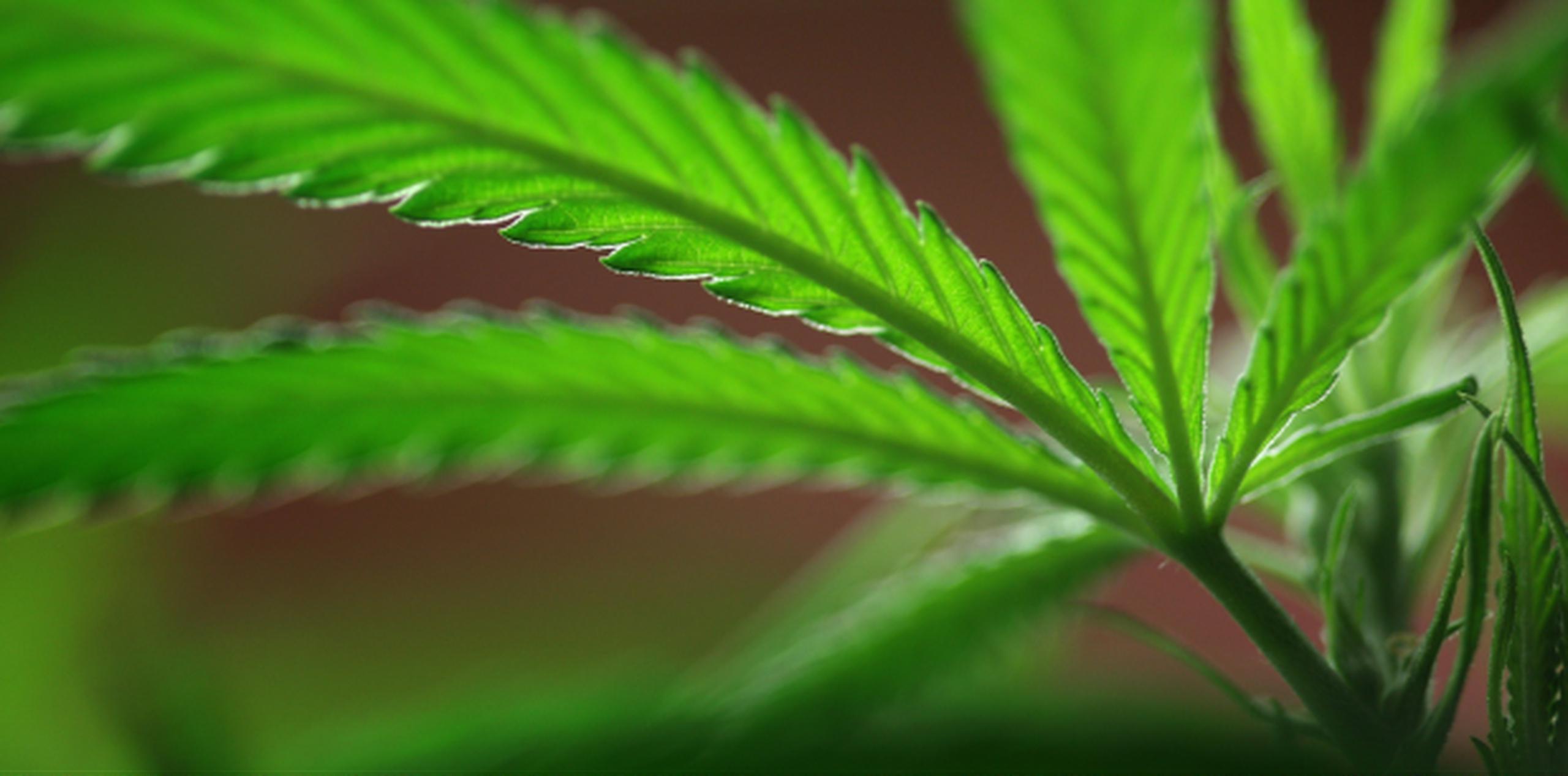 La Policía indicó que se ocuparon un total de 40 libras de marihuana de la variedad “cripy” con un valor de más de $92,000. (Archivo)