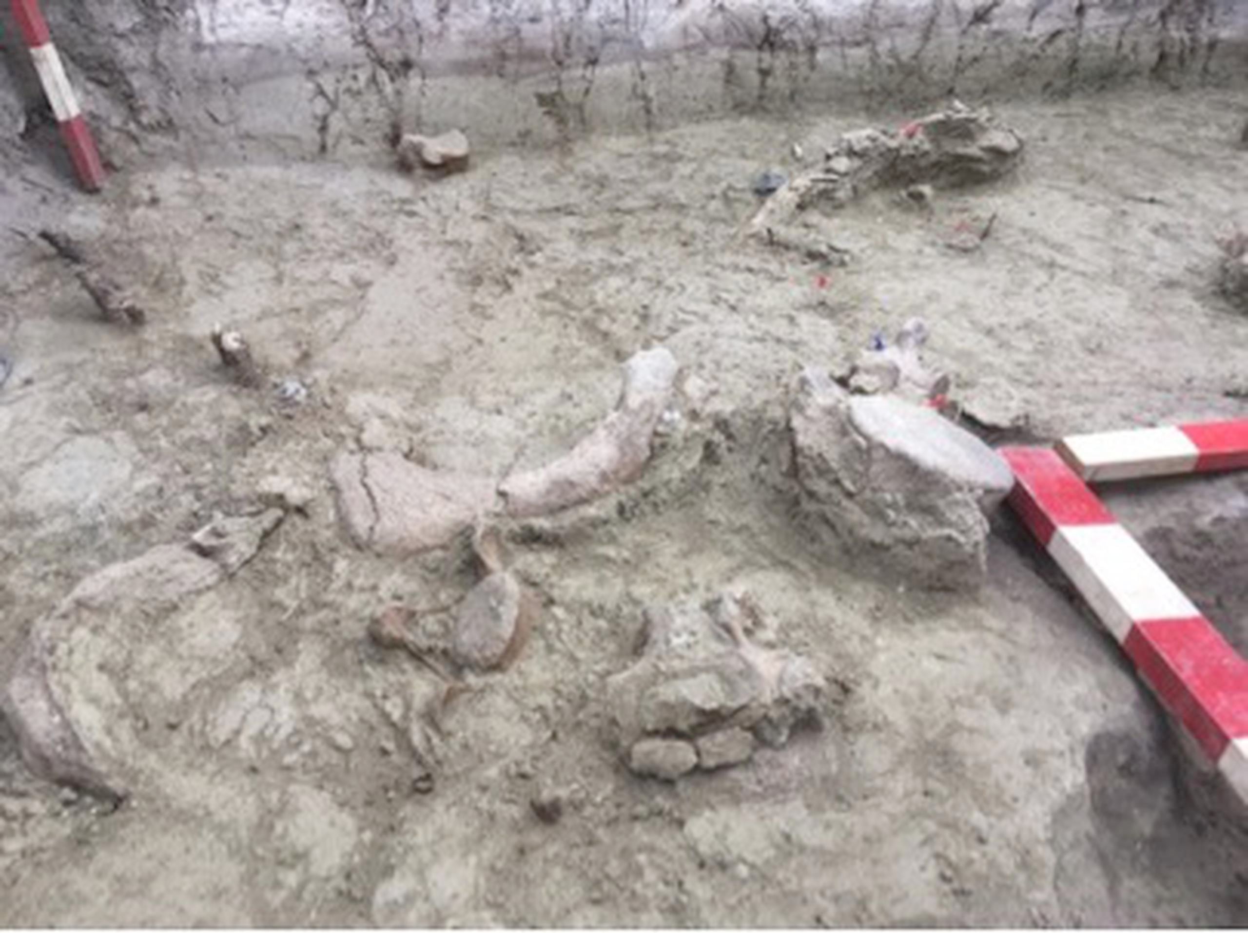 Destacan este año el hallazgo entre los restos de los antiguos elefantes de huesos con marcas de instrumentos cortantes, que eran usados para procesar y descarnar los animales una vez abatidos.
