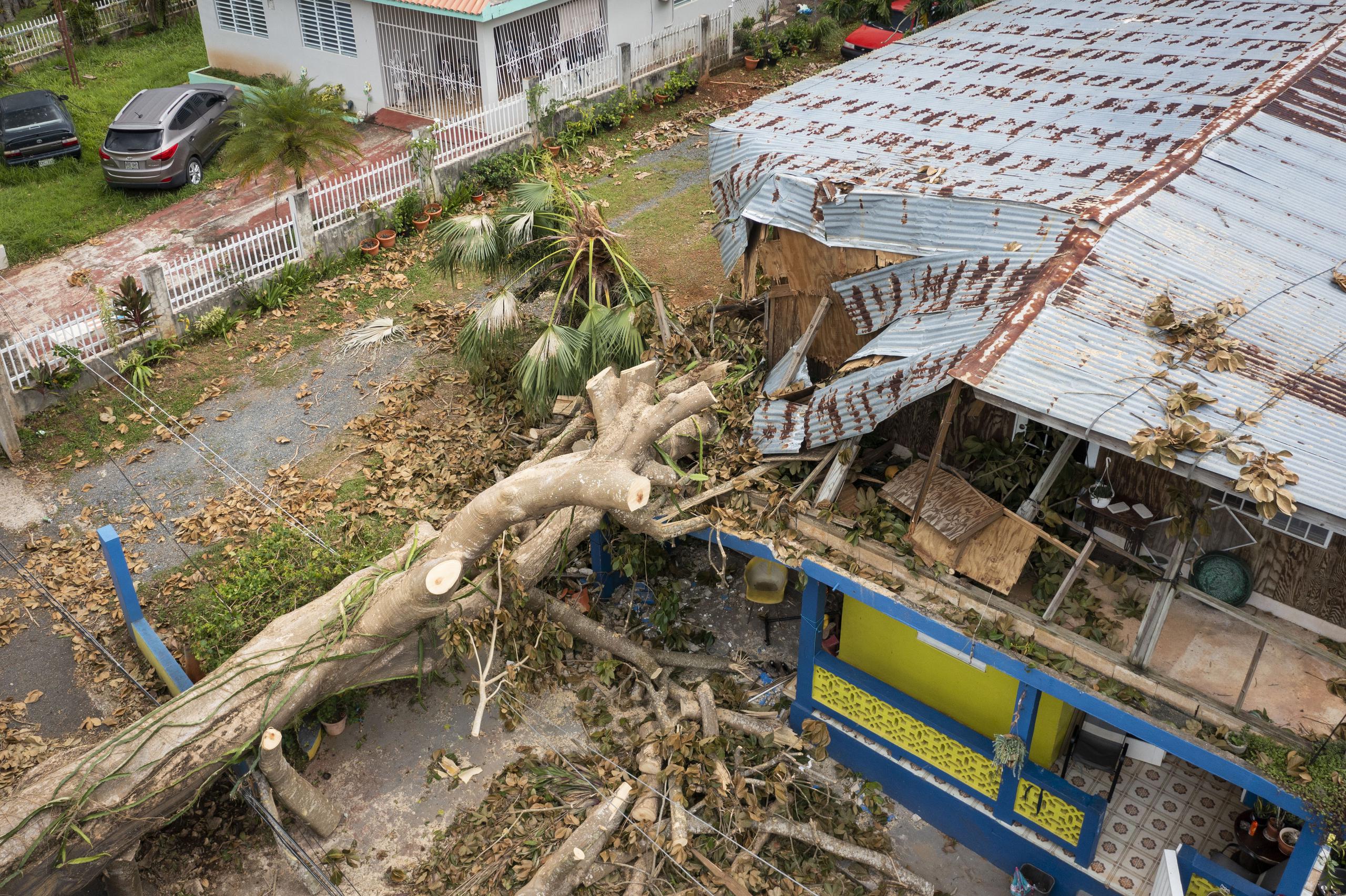 Árbol caído sobre casa en las parcelas Soledad, en Mayagüez, por el huracán Fiona.