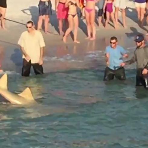 Atrapan enorme tiburón en playa de Florida